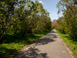 Branch Shadow Spring Goloseevsky Botanikal Park