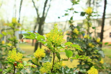 flowers in the garden