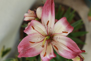 Flor triangular,fotografía macro