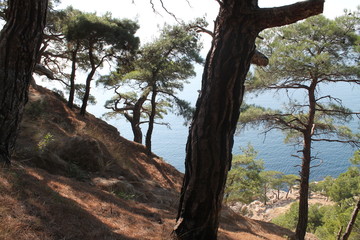 mountains pinus sea