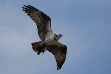 osprey in flight