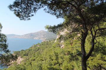 mountains pinus sea