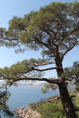 mountains pinus sea