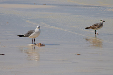 Beautiful seagull in Mexican beach