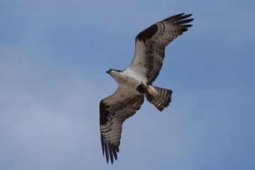osprey in flight