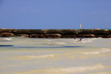 Landscape of a mexican caribbean beach with blue sky, Holboxof a mexican caribbean beach with blue sky, Holbox
