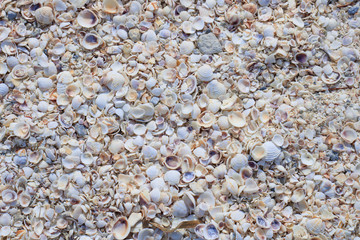 Sand and seashells on a beach in Mexico