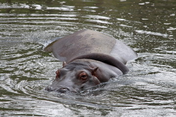 a hippopotamus on the water