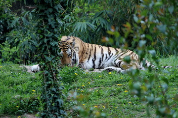 Fototapeta na wymiar a siberian tiger
