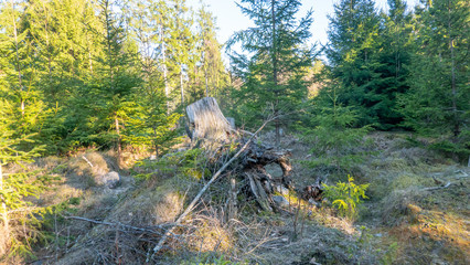 forest in spring time