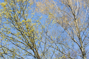 spring blooming tree branches maple and birch with flowers on blue sky background