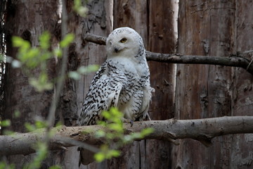 a Snowy owl
