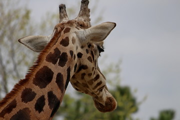 close-up from behind Giraffe (Giraffa camelopardalis)