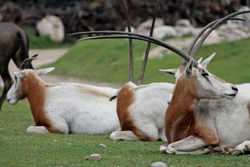 a Scimitar-Horned Oryx (Oryx dammah) group