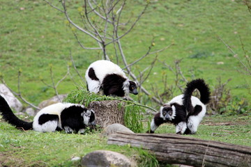 Naklejka na ściany i meble three Black-and-White Ruffed Lemur (Varecia variegata)