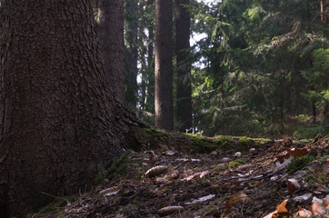 Picea abies trees, detail of spruce trunk and root in the forest. Spruce cone and oak leaves on the ground. On background spruce trees.