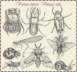 vector set insects in vintage style - Vector illustration