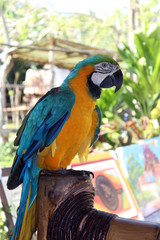 blue and yellow macaw