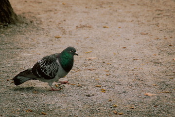 ringdove walking on the ground