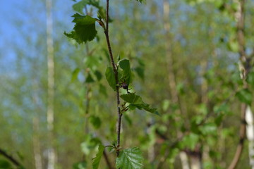 green leaves of tree in spring, spider