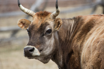 portrait of a cow