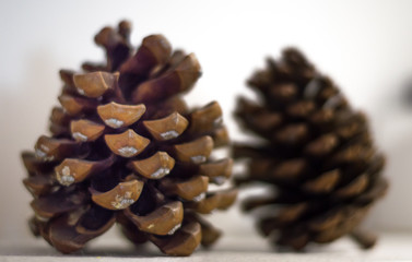 Many pine cones isolated in white background