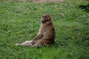 a sitting Barbary Macaque