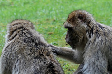 two Barbary macaque