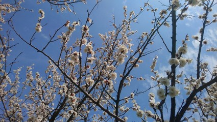 air tree