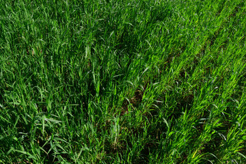 background of green grass
