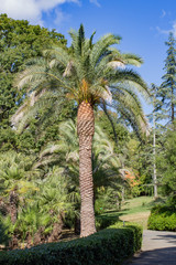 Big beautiful palm tree in the park