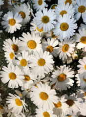 flower gerbera white daisy
