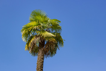 Big beautiful palm tree in the park