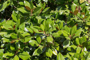 Green shrub close up in summer afternoon