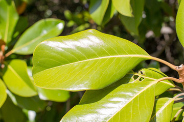 Green shrub close up in summer afternoon