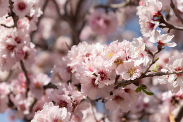 Almond blossoms Africa Morocco road to the mountains
