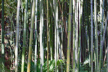 Green bamboo forest in the summer afternoon