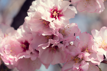 Almond blossoms Africa Morocco road to the mountains