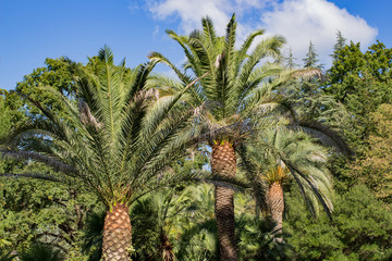 Big beautiful palm tree in the park