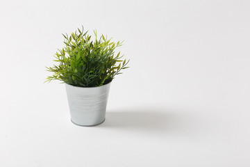 Fresh green plant in a small decorative metal bucket on a white background with a copyspace for a text.