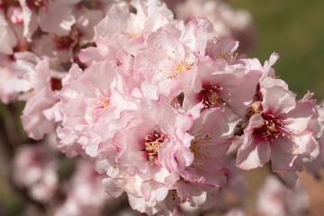 Almond blossoms Africa Morocco road to the mountains