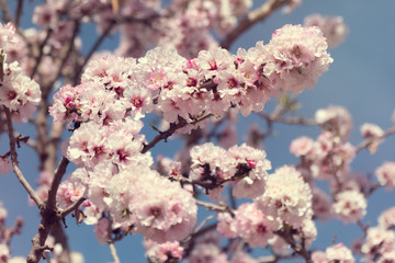 Almond blossoms Africa Morocco road to the mountains