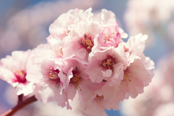Almond blossoms Africa Morocco road to the mountains