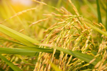 Rice field with sunlight