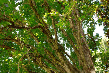 Green trees background. Nature, environment, ecology design