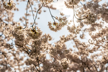 White Cherry blossoms in Frankfurt, Hesse, Germany, Europe