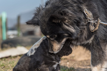A village dog is played with a puppy.