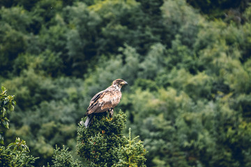 Bald eagle landed in a pine tree branch