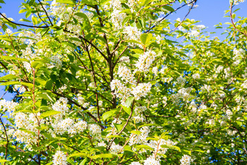 Fototapeta premium Bird cherry (Prunus padus) blooming, flowers and branches.