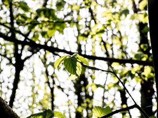 OLYMPUS DIGITAL CAMERA -NEW SHOOTS